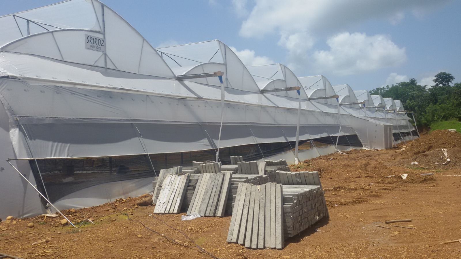 Greenhouse Project 52